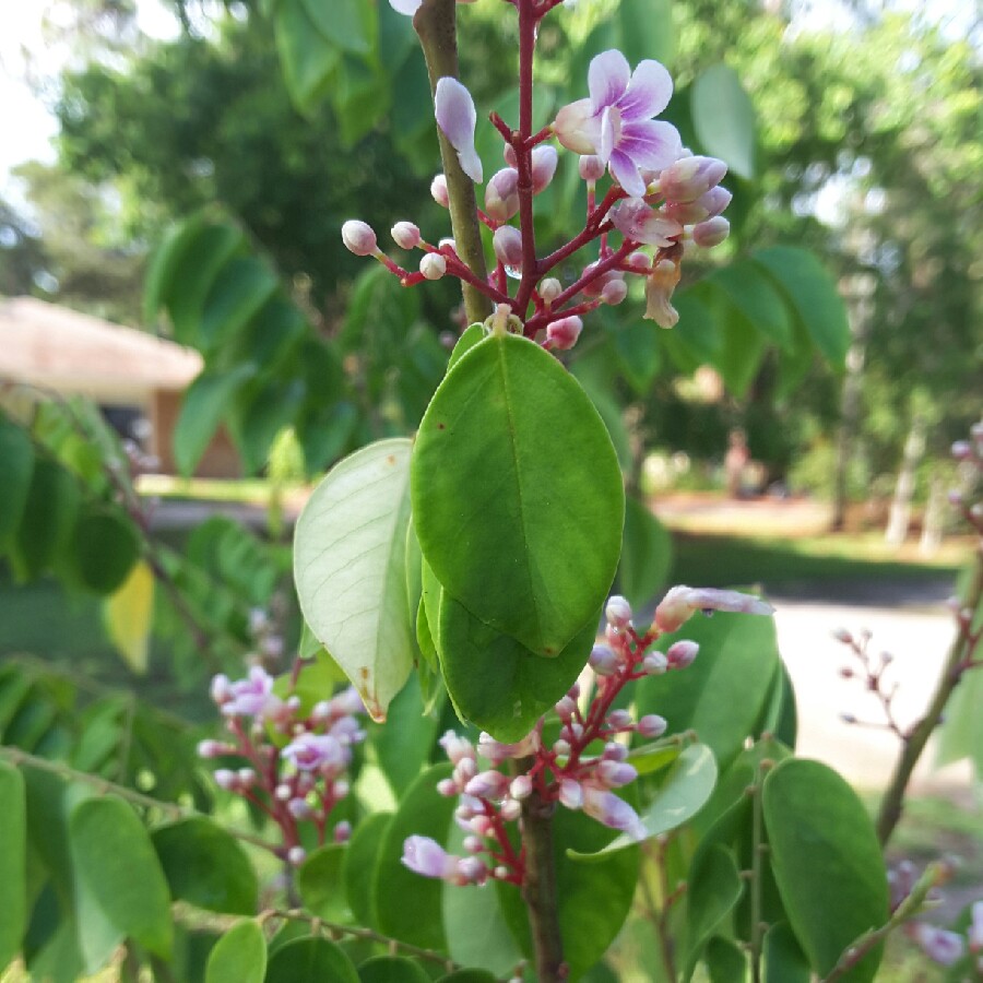 Averrhoa Carambola