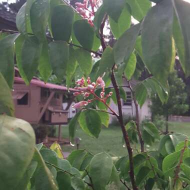 Averrhoa Carambola