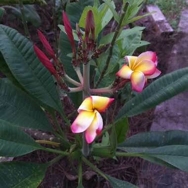 Plumeria