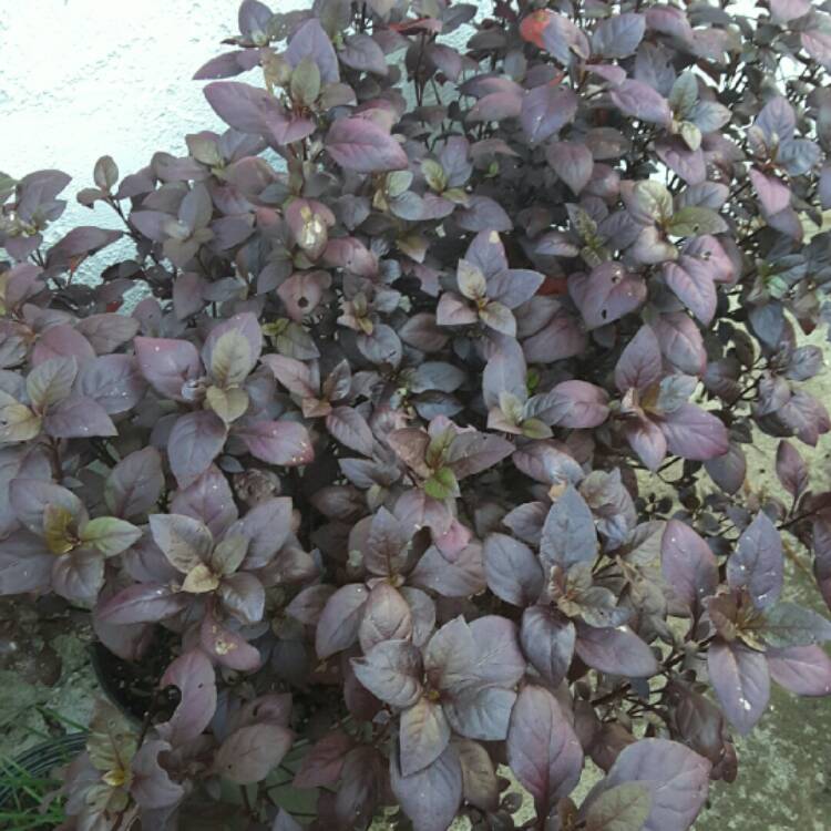 Plant image Alternanthera 'Little Ruby'