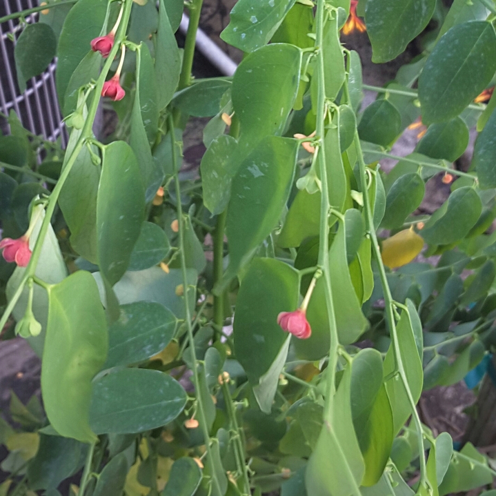 Plant image Sauropus Androgynus