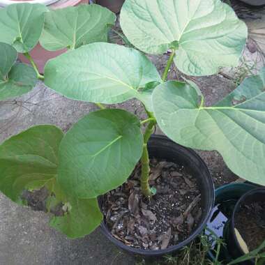 Piper Auritum