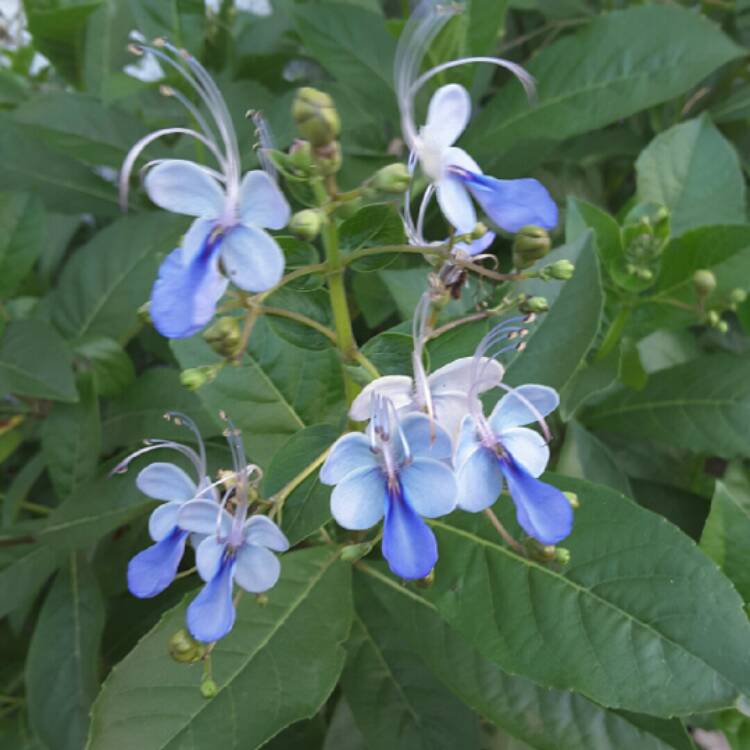 Plant image Clerodendrum myricoides 'Ugandense'