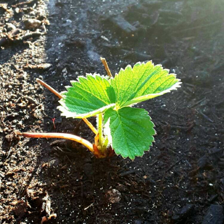 plant image 275504