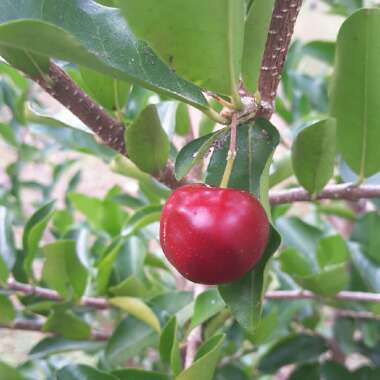 Malpighia Glabra