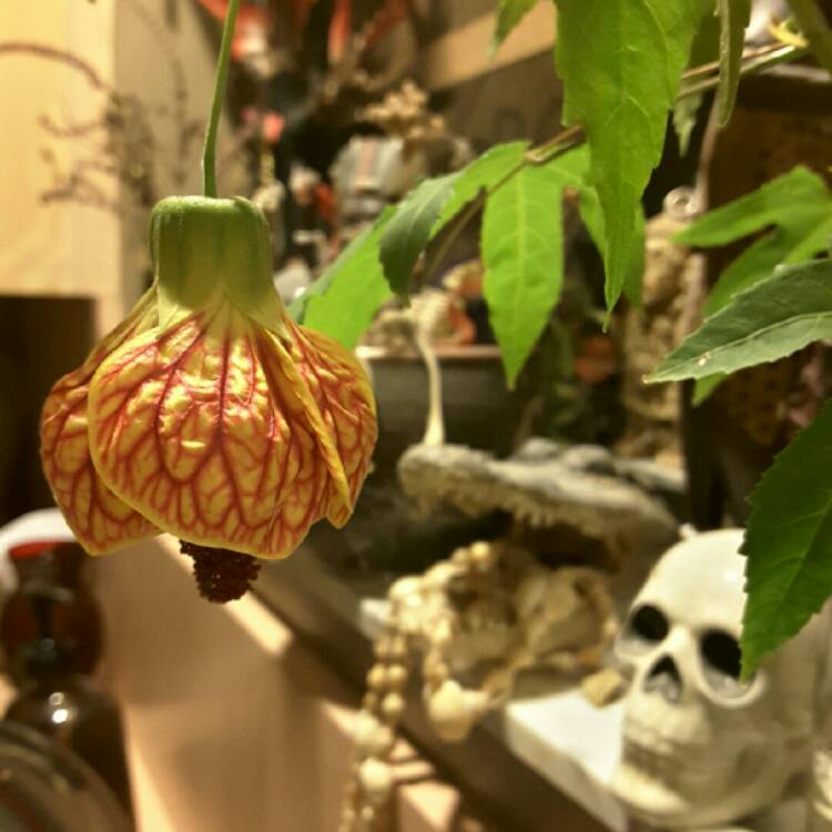 Plant image Abutilon pictum