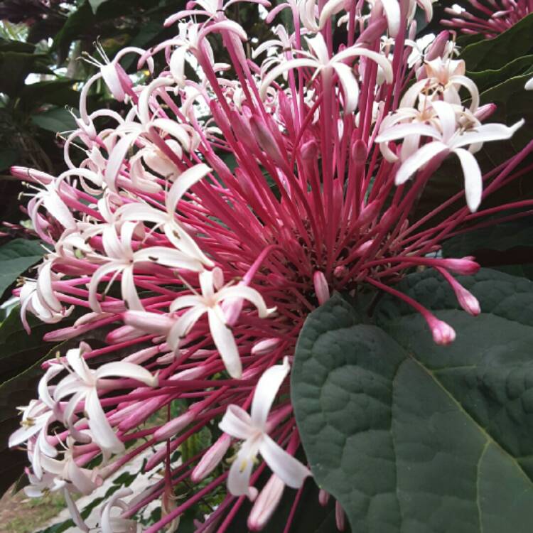 Plant image Clerodendrum quadriloculare