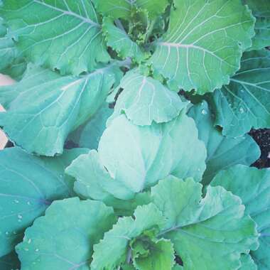 Brassica oleracea (Acephala Group)