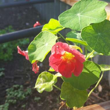 Tropaeolum majus 'Empress of India'