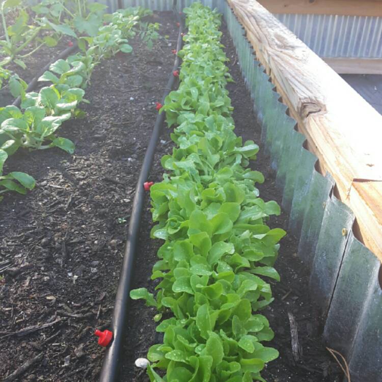 plant image 311409