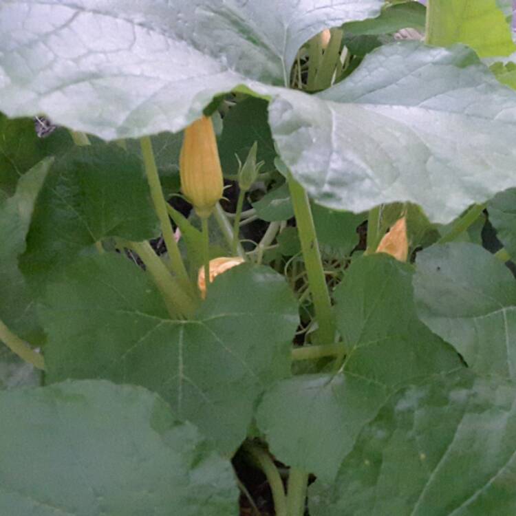 Plant image Cucurbita Pepo var. Cylindrica 'Black Beauty'