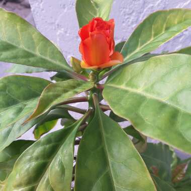 Pereskia Bleo