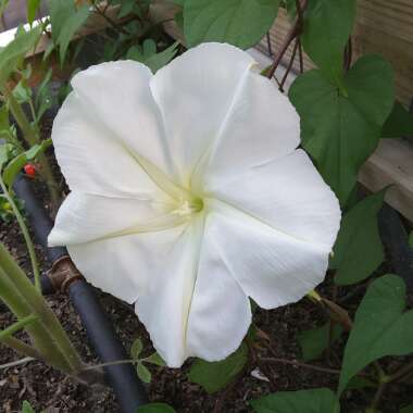 Ipomoea Alba