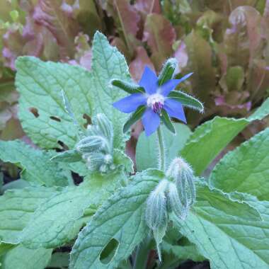 Borago officinalis