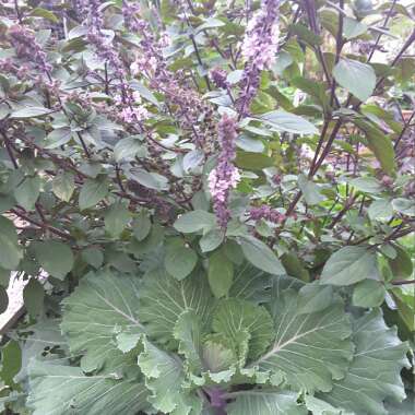 Ocimum 'African Blue' syn. Ocimum basilicum 'African Blue'