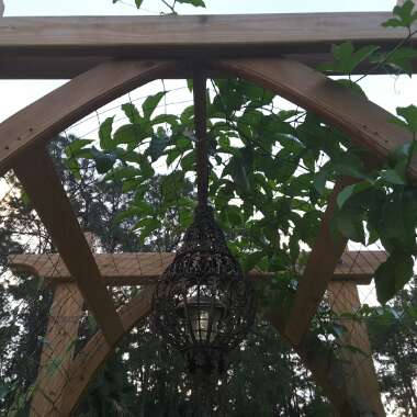 Passiflora