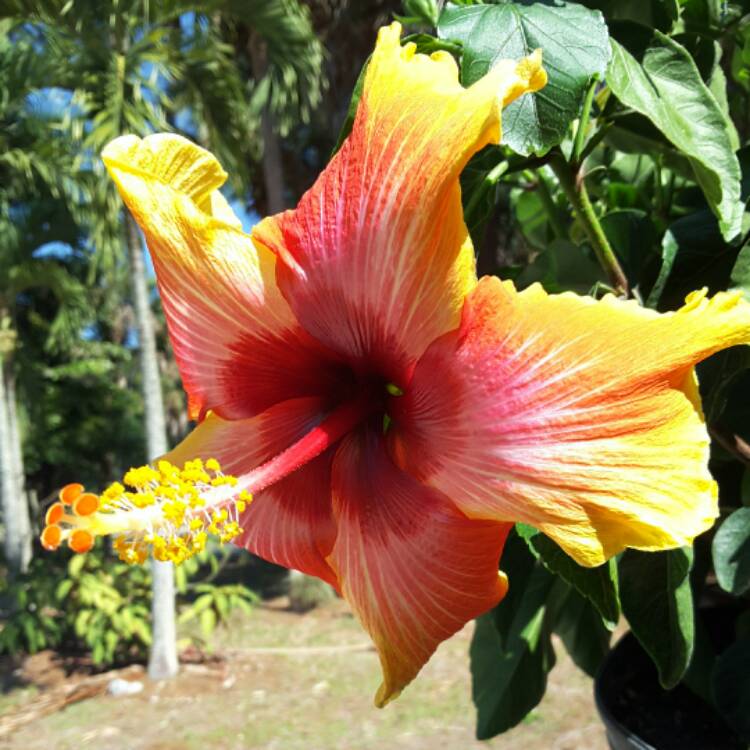 plant image 329860