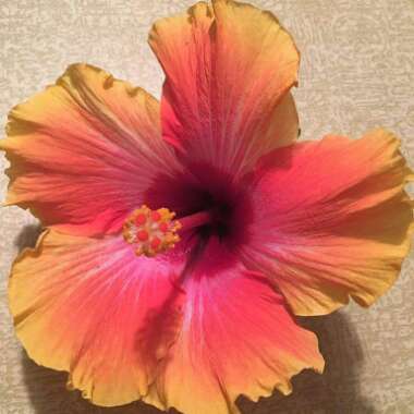 Hibiscus rosa-sinensis 'Hawaiian Sunset'