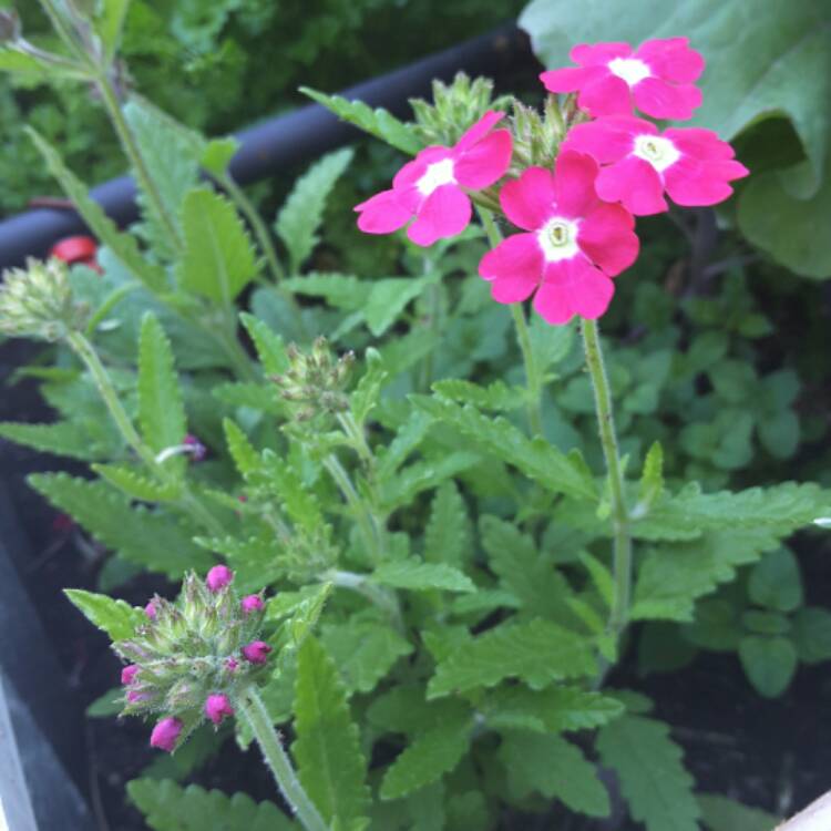 Plant image Verbena 'Aztec Wild Rose'