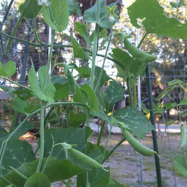 Pisum sativum var. saccharatum 'Cascadia'