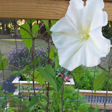 Ipomoea Alba