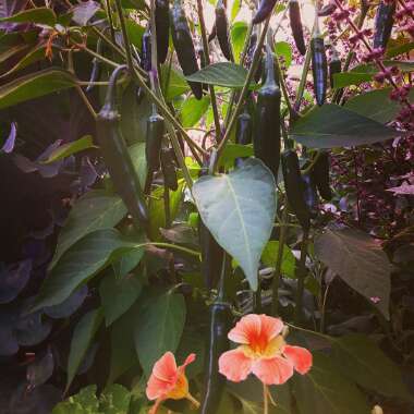 Capsicum Annuum 'Serrano'