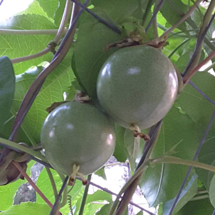 plant image 394132