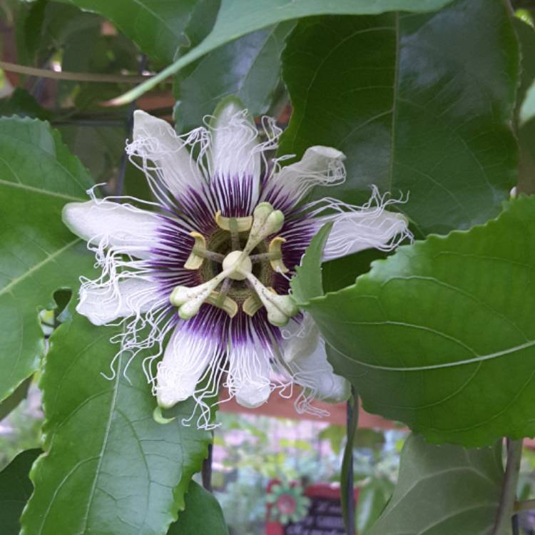 plant image 394134