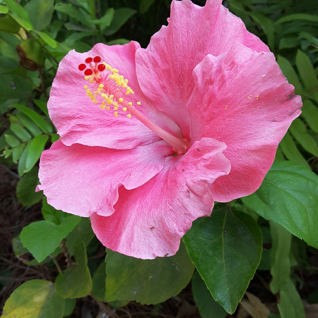 Plant image Hibiscus rosa-sinensis 'Painted Lady'