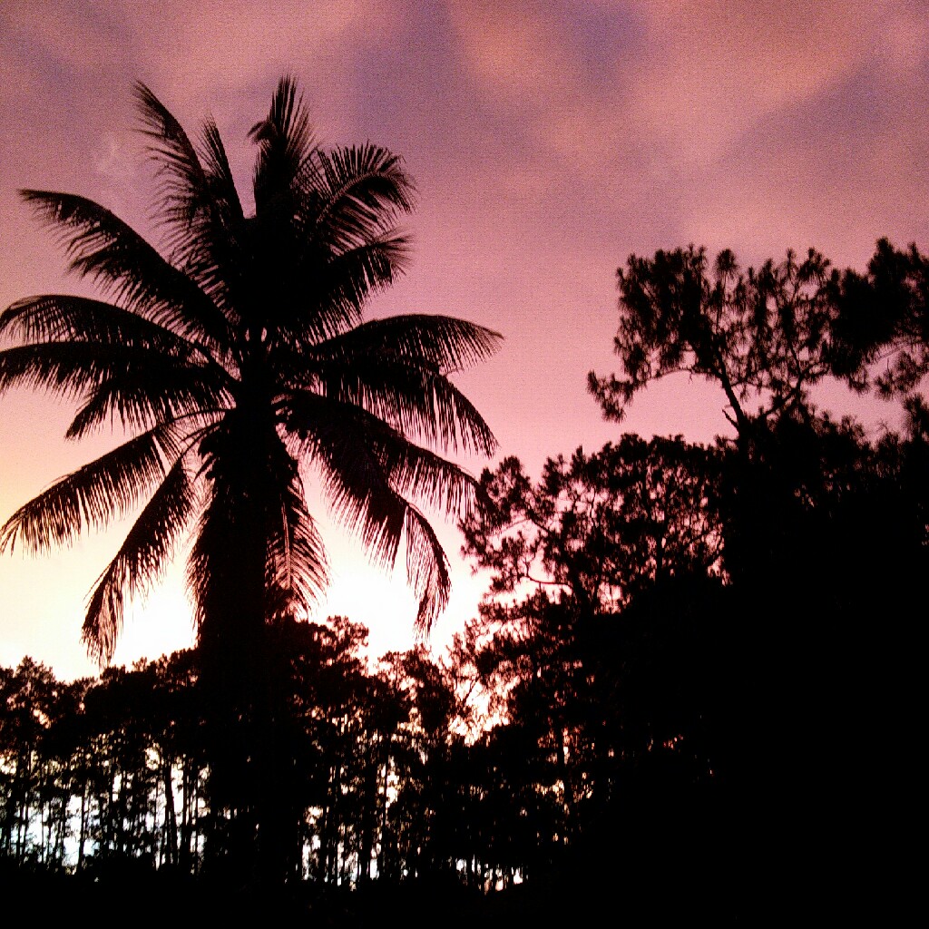 Cocos nucifera