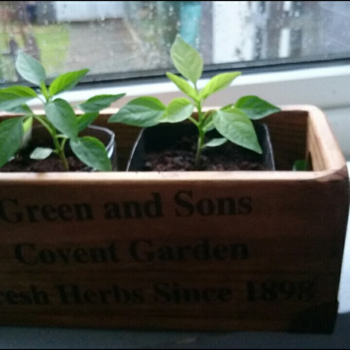 Plant image Capsicum Annuum 'Razzmatazz'