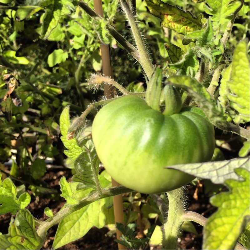 Tomato
