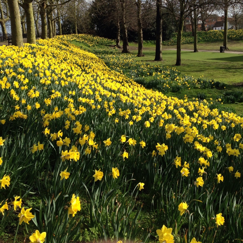 Narcissus 'Rijnveld's Early Sensation' syn. Narcissus 'January'