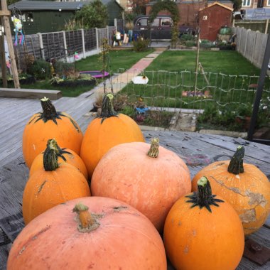 Jack O'Lantern Pumpkin