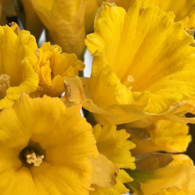 Daffodil