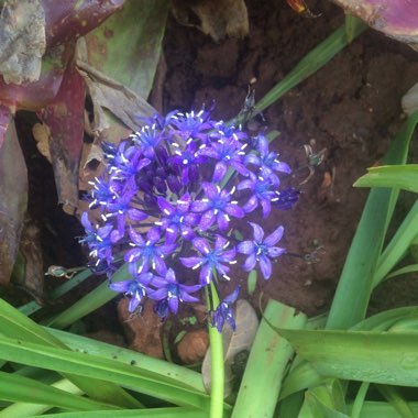 Scilla peruviana