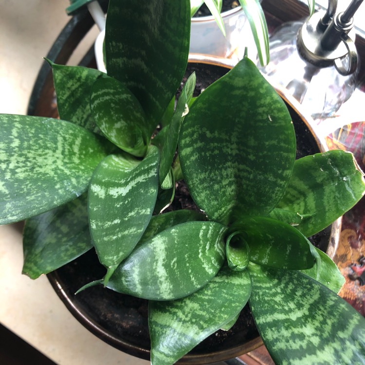 plant image 1277328 plant image 1277328