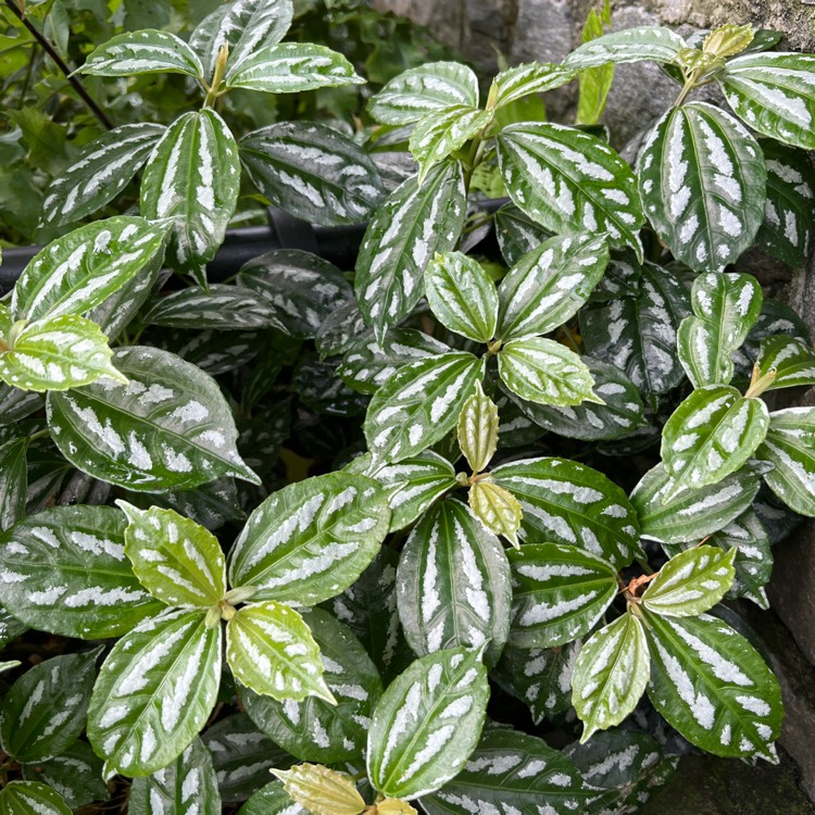 plant image 1622943 plant image 1622943