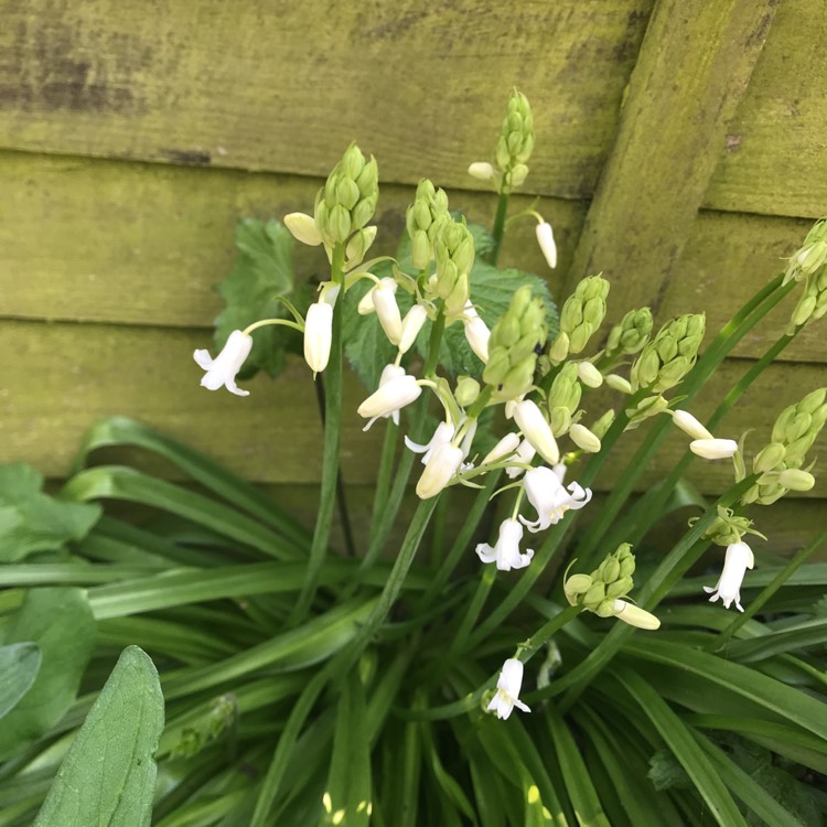 Plant image Polianthes tuberosa