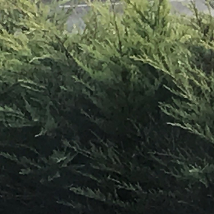 Plant image Chamaecyparis