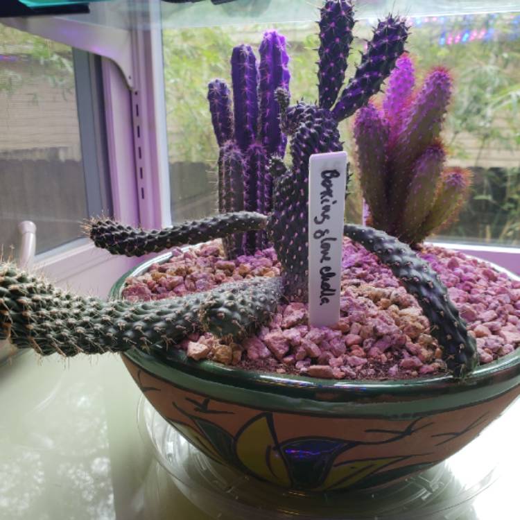 Plant image Cylindropuntia fulgida var. mamillata