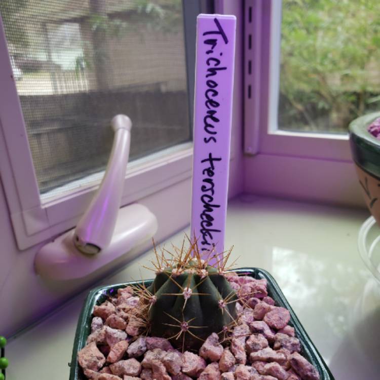 Plant image Trichocereus tersheckii syn. Echinopsis terscheckii