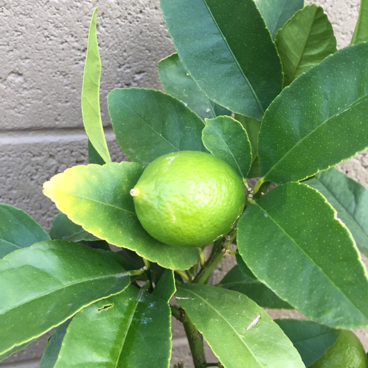 plant image 416743