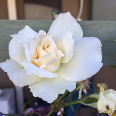 Rosa 'Korbin' syn. Rosa 'Iceberg', Rosa 'Fee des Neiges', Rosa 'Schneewittchen'