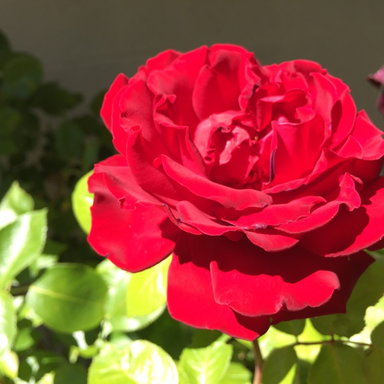 Plant image Rosa 'Mister Lincoln'