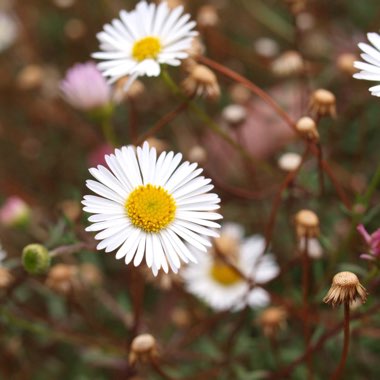 Erigeron glaucus