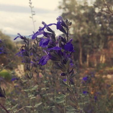Sage
