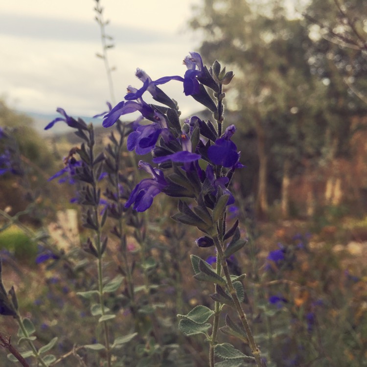 plant image 441879