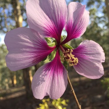 Native Hibiscus