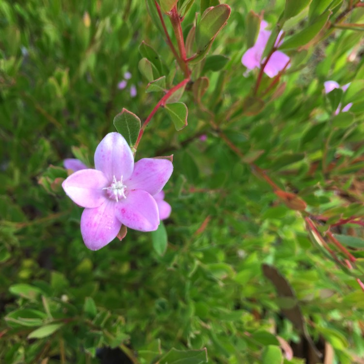 plant image 446170
